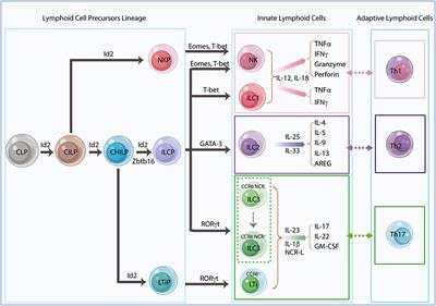 Pleiotropic Role and Bidirectional Immunomodulation of Innate Lymphoid Cells in Cancer